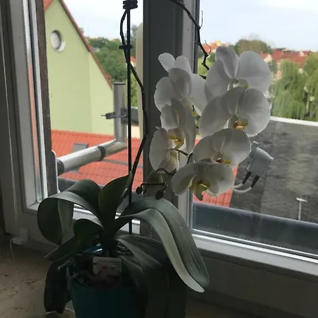 Apartment Ferienwohnung Dudzina Altenburg